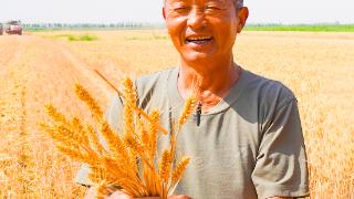 微海报 | 风吹麦浪夏始忙