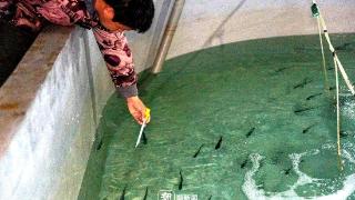 象山苗种企业繁育出26个海洋鱼类品种,在车间孵化蓝色未来