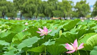 今年杭州西湖第一波荷花已绽放