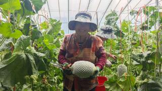 大羊镇:加茬蜜瓜喜丰收 秋茬种植两不误