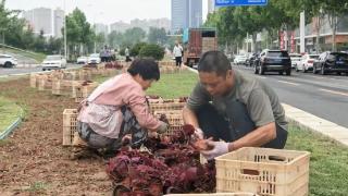 蓬勃夏日添新绿 遍布芬芳满莱山烟台市莱山区夏季绿化美化工作全面开展
