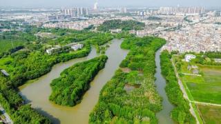 平安古树名木守护行动:平安产险朋友圈里的“树友”们有话说