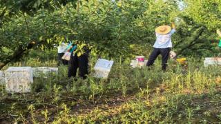 四川剑阁木马镇:脆红李迎丰收 谱写乡村振兴“别样红”