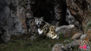 雪豹崽崽的成长足迹