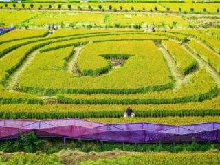 迷宫寻宝稻田听歌 稻香节解锁新玩法