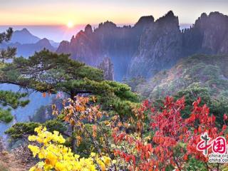 黄山:层林尽染 一幅幅醉美秋色画卷(图)