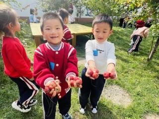 淄博市淄川区柳泉幼儿园:萌娃采摘 尽享秋日喜悦