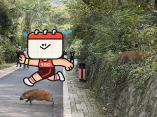 合肥大蜀山再现野猪群“横穿马路”