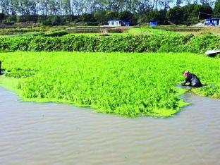 大圣水芹热销外地