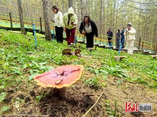 生态文明建设进行时丨绿水青山这样变成金山银山(三):围场“一村一计”敲开振兴之门