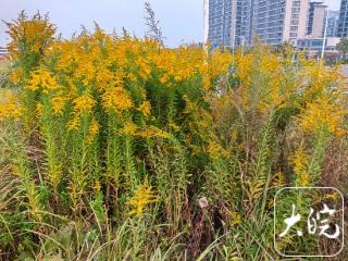 现场 | 六安这片空地有不少一枝黄花