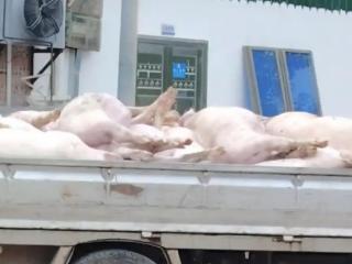 广东一肉联公司门口堆满死猪,官方:7人被控制