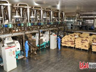 河北望都:持续推动辣椒产业科技化、品牌化、集群化发展