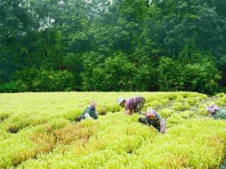 多国专家汇聚云南,考察跳蚤草如何从COP15走向世界生物圈大会