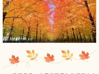 “枫”情万种只等你! 莱西市第十届红枫嘉年华马上来袭