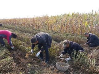 临沭县店头镇:秋收帮扶解民忧