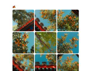 老舍院里的柿子红了!这份“甜蜜暴击”正席卷河南的秋天