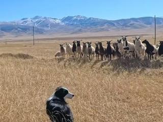 城里长大的边牧第一次体验牧羊 网友:“少爷”到基层体验生活了