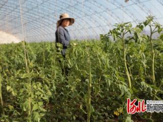 唐山开平:雄蜂授粉科技提升西红柿品质与产量