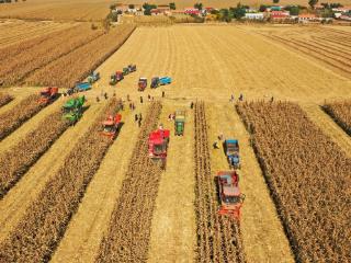 高质量发展金秋观察|粮满仓 产业旺 特产亮!吉林农业绘就丰收新图景