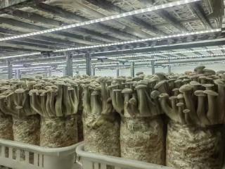 小菌菇撑起“致富伞”!河南推动知识产权赋能菌菇产业入选全国典型案例