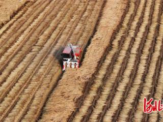 秦皇岛市北戴河新区水稻喜迎丰收季