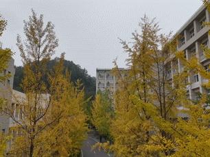 秋色上新!金黄银杏扮靓十堰