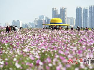 百亩花海惊艳秋日(图)