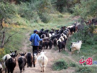 发展特色产业助力增收 左权县里长村走上“羊”光道