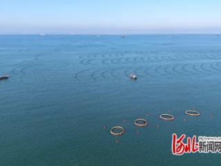 河北乐亭:放牧深海唱新歌 “蓝色粮仓”丰收忙