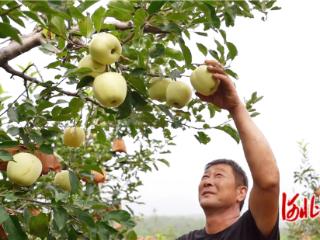 秦皇岛市抚宁区龙腰村苹果喜获丰收