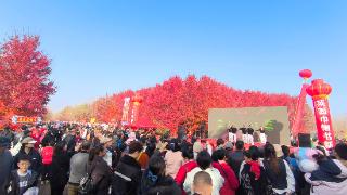 莱西市夏格庄镇:枫叶染秋意 乡村绘新篇