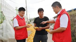 临沭农商银行全链条保障秋粮收储