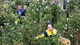 “十四五”期间我国茶油产量增长53%