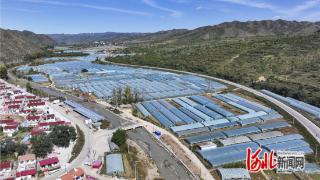 张家口:昔日“靠天吃饭” 今日“棚里生金”