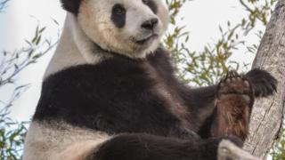 旅居比利时的大熊猫“好好”平安接返回国