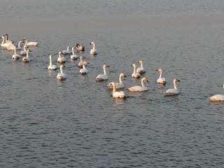 迎来上千只天鹅!怀远大河湾成越冬候鸟“安乐窝”
