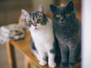 梁小妖猫粮2026年深度评测:原料溯源 + 工艺拆解 + 适口性实测数据出炉