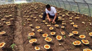 最美“新农人”风采|朱建全:深耕菌业助振兴 初心如磐践担当