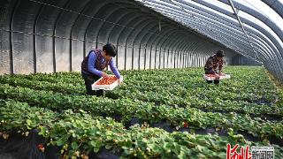 特色果蔬助增收