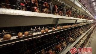 三明泰宁：智慧蛋鸡养殖忙复工 冲刺新春“开门红”