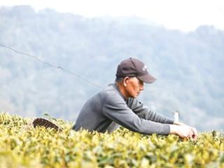 2026年第一杯狮峰龙井“金贵”在哪里?