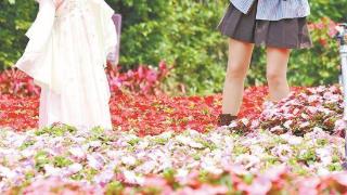 【网络中国节·清明】清明假期 园博苑花海灿烂吸引众多市民游客踏春赏景