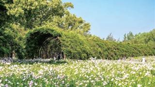 到良渚开花的“草原” 邂逅杭州版“有风的地方”