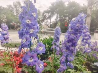 花开吉林丨新民大街旁这里藏着5400余平花境
