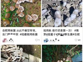 市民跟风网络“打野”热前往大蜀山采摘鸡枞菌 合肥疾控与公园管理处紧急发声:野生蘑菇难辨毒性,采食风险极高