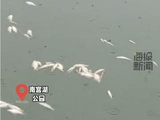 河北邢台一湖面出现大量死鱼？ 当地回应：系水中溶解氧含量增多导致