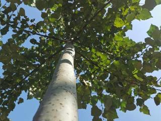 河北省林科院4个重要乡土树种通过良种审定