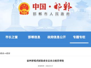 邯郸成安县：套种新模式一亩地综合收入可达3000多元