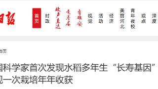 中国科学家首次发现水稻多年生“长寿基因” 有望实现一次栽培年年收获